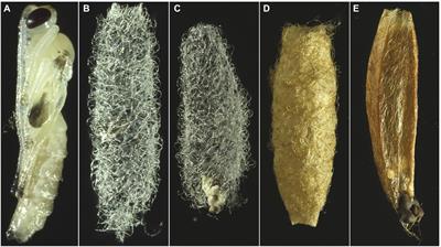 Two lines of defense in the pupas of ichneumonid wasp parasitoids associated with spider hosts